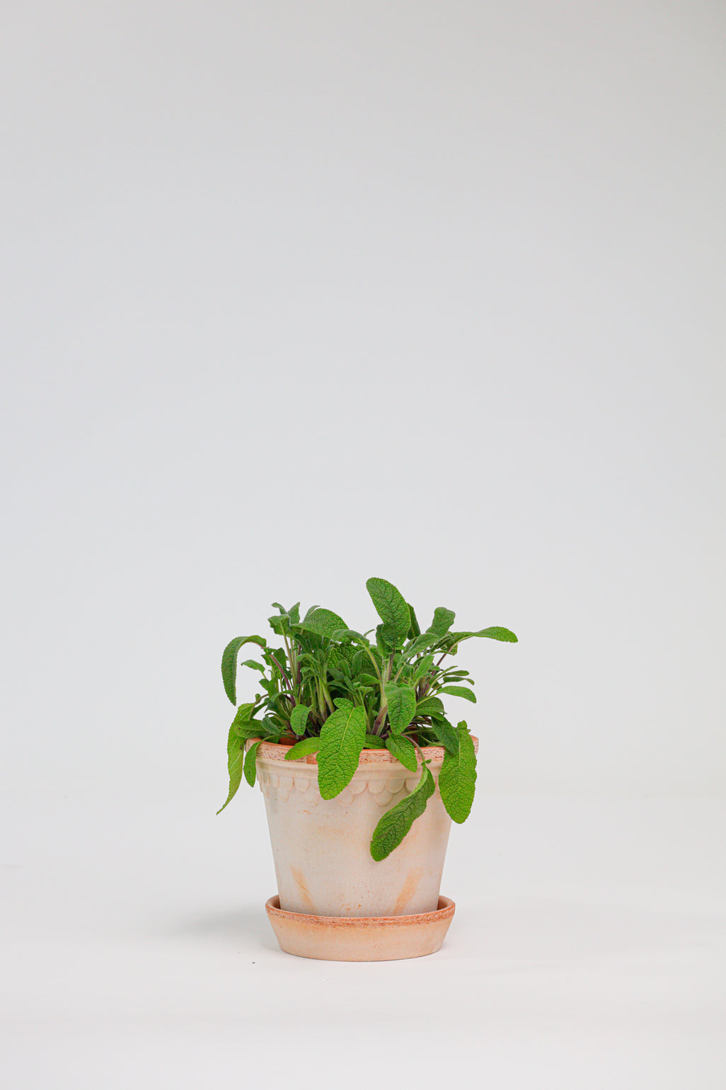 products/SotoProductShootLowQ-1722.jpg